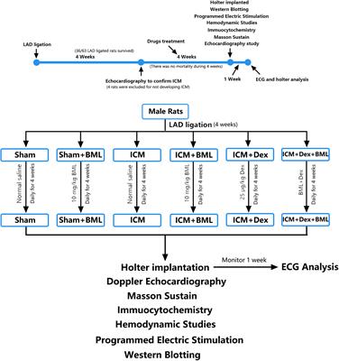 Dexmedetomidine Exerted Anti-arrhythmic Effects in Rat With Ischemic Cardiomyopathy via Upregulation of Connexin 43 and Reduction of Fibrosis and Inflammation